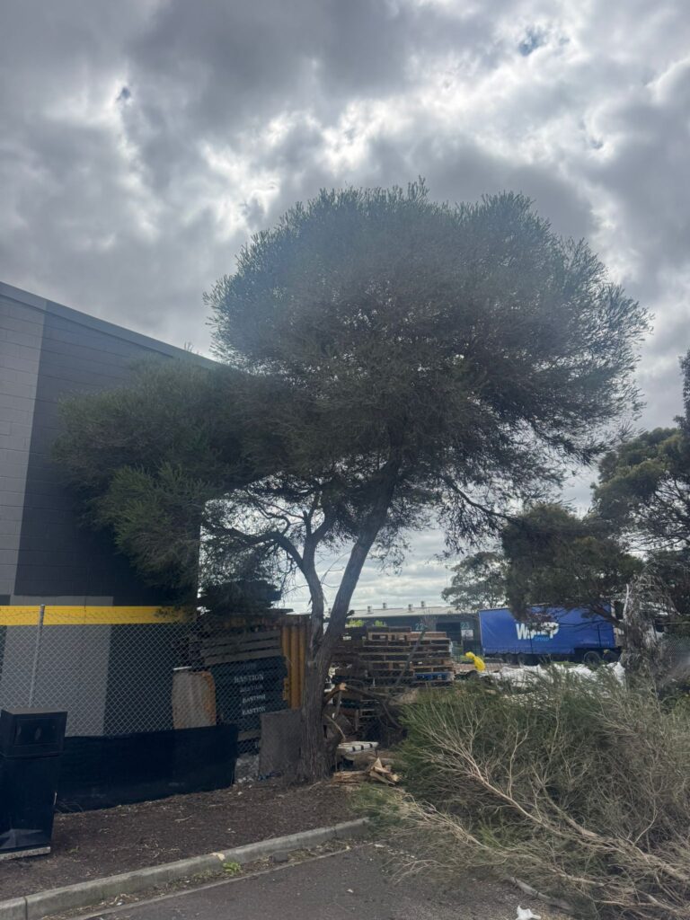 Large tree leaning dangerously close to a commercial building after storm damage.
