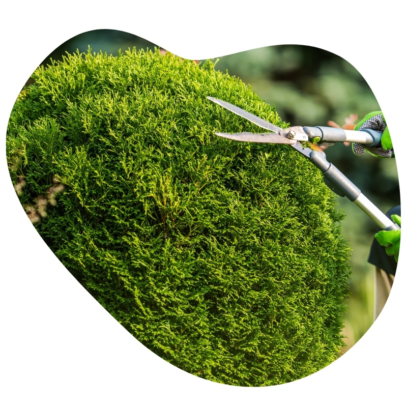 Local tree trimmers in Sydney carefully shaping a green bush with pruning shears in a sunny garden.