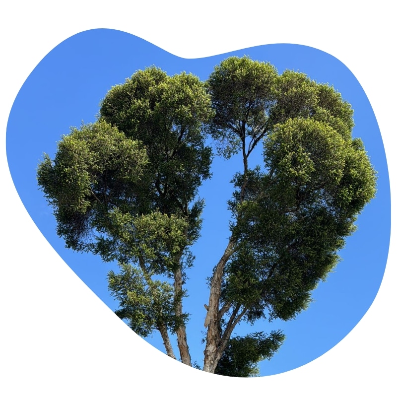 Tree Trimming Sydney service shaping tall trees with lush foliage into a heart silhouette under a clear blue sky.