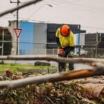 Worker using chainsaw during pine tree removal on a suburban street.