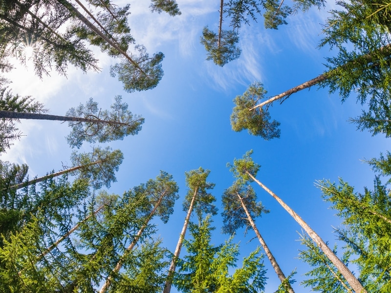 Tall pine trees before pine tree removal against a bright blue sky.