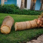 Cutting down palm tree showing trunk sections lying on lawn after removal.