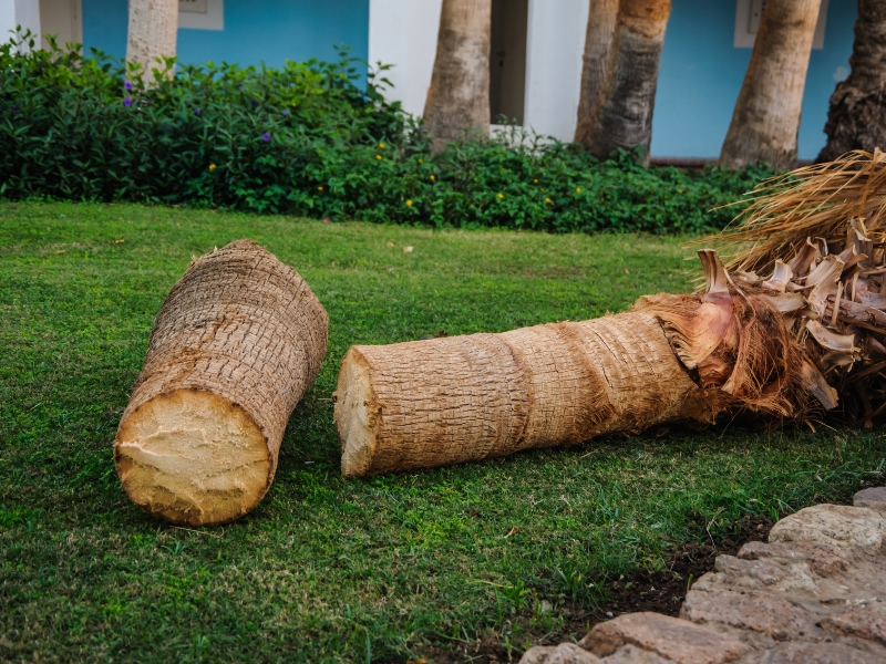 Cutting down palm tree showing trunk sections lying on lawn after removal.
