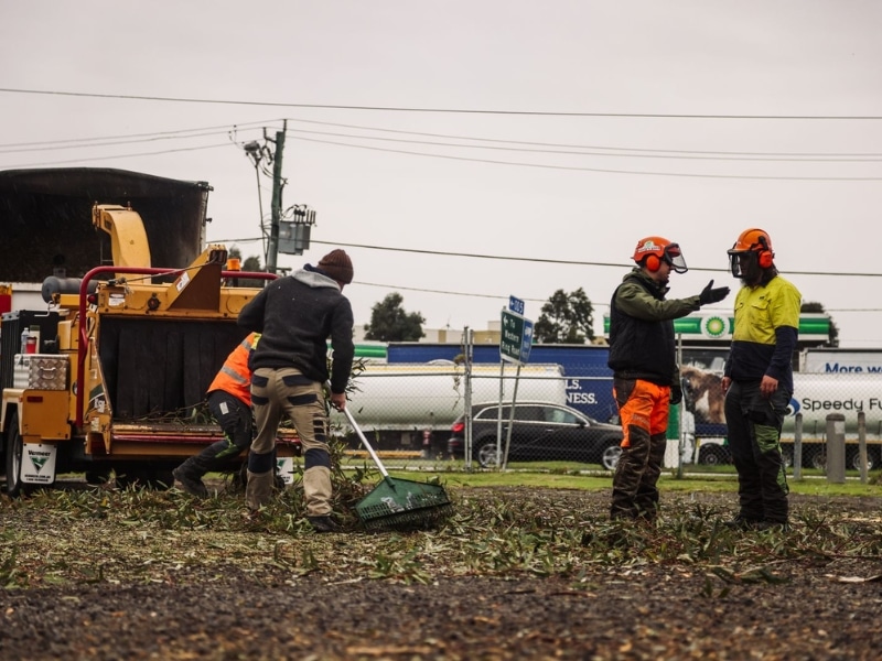 Umbrella Tree Removal team processing branches with wood chipper and safety equipment.