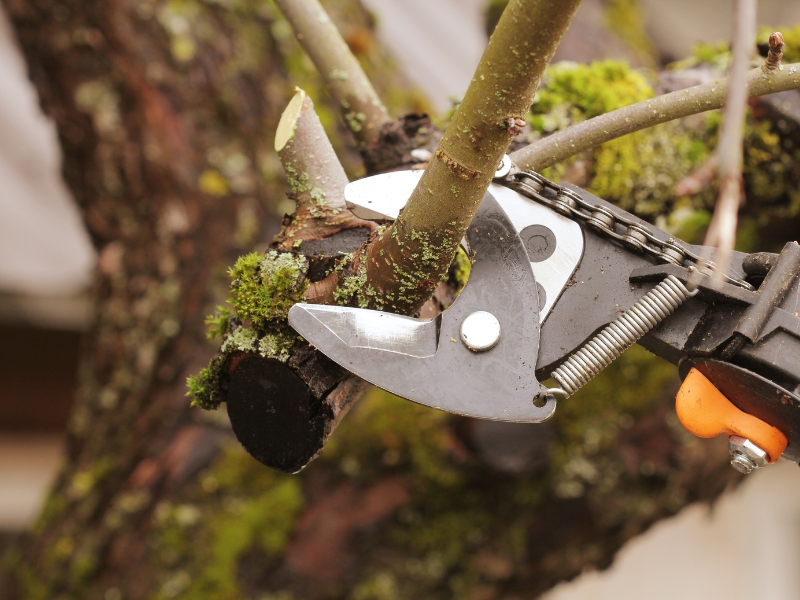 pruning shears cutting small tree branch showing when to trim trees safely