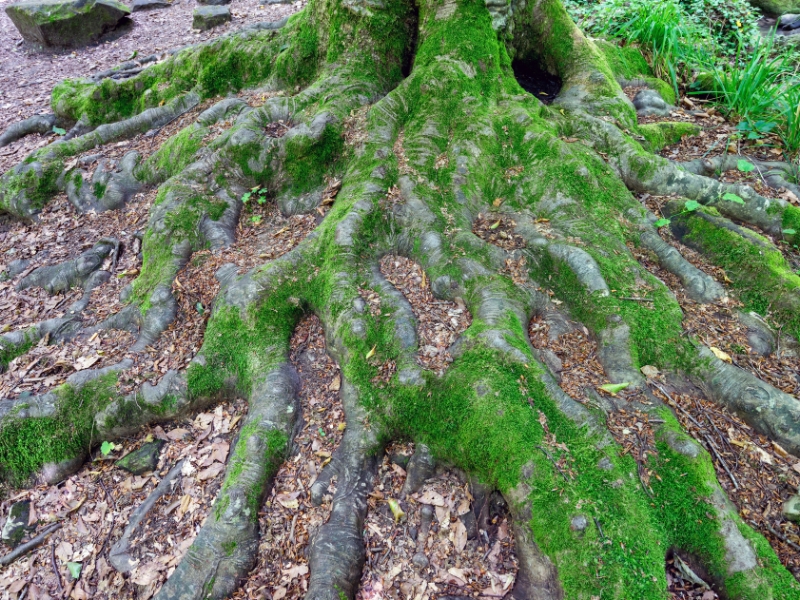 Large exposed tree roots showing need for removing trees from property.