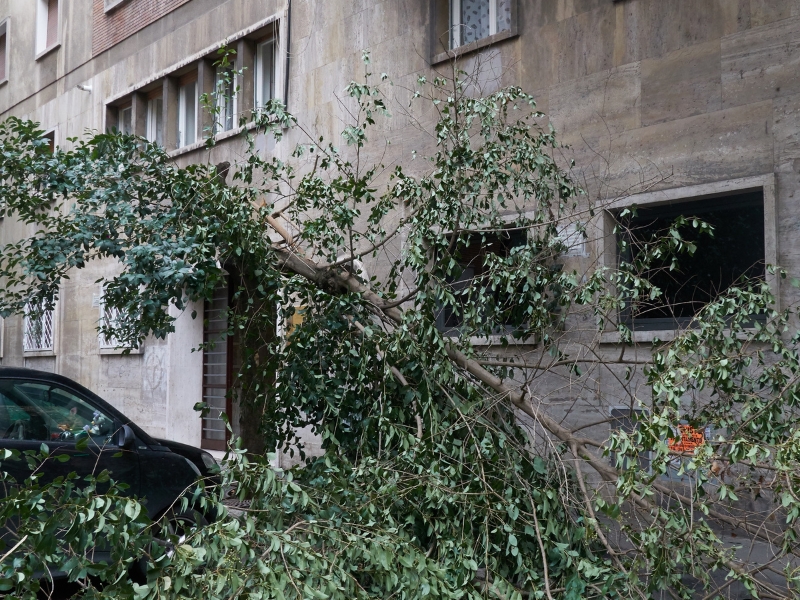 Fallen tree branch leaning against apartment building windows beside parked car on city street after storm.