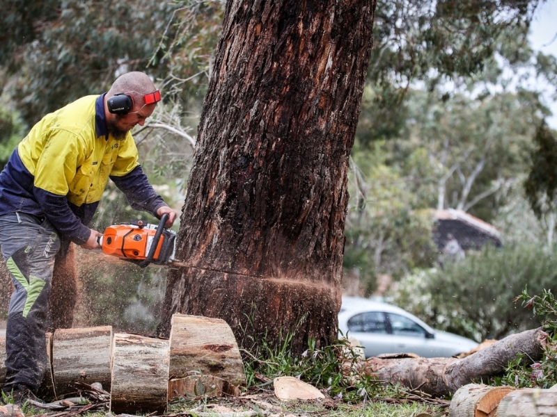 Arborist using chainsaw for removing trees from property.