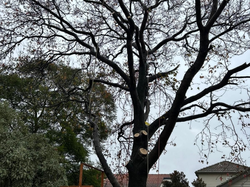 Pruned tree after removing fallen tree branch, rope visible, suburban yard with nearby houses.