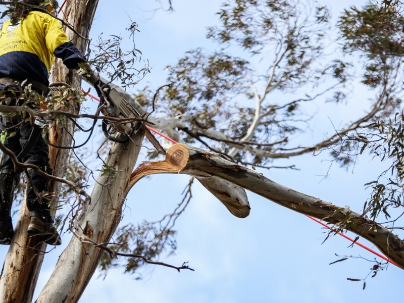 arborist cutting large branch high in tree showing when to trim trees safely