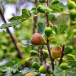 Close-up view of a fig tree with developing fruit, showing natural growth before pruning a fig tree.
