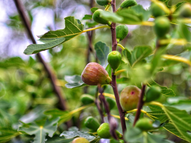 Close-up view of a fig tree with developing fruit, showing natural growth before pruning a fig tree.