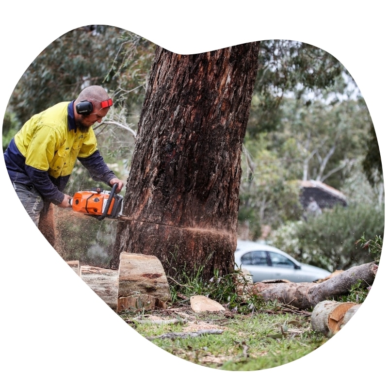Arborist cutting a large tree trunk with a chainsaw during professional Tree Services in Upwey.
