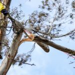 Professional arborist performing tree trimming, cutting a large branch with chainsaw and safety ropes.
