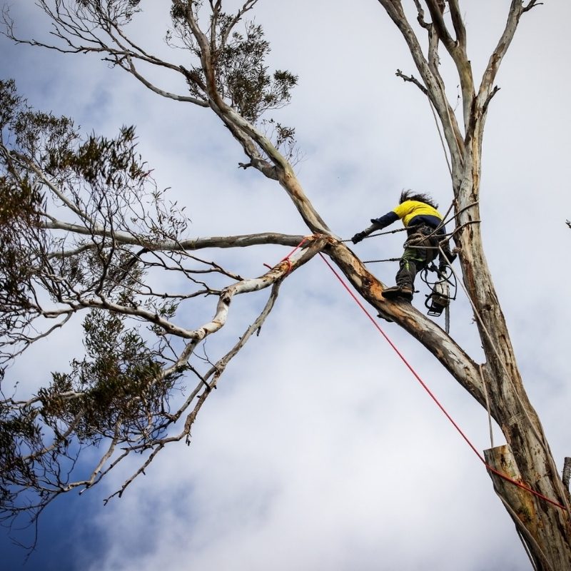 Emergency Tree Removal by a professional arborist cutting a damaged eucalyptus tree using ropes and safety harness