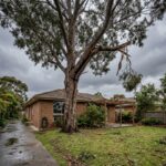 Mature backyard tree in Melbourne showing a cracked branch union and a hanging limb after stormy weather.