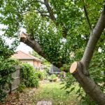 Comparison of a proper pruning cut at the branch collar versus a topped limb producing weak vertical shoots in a Melbourne backyard tree.