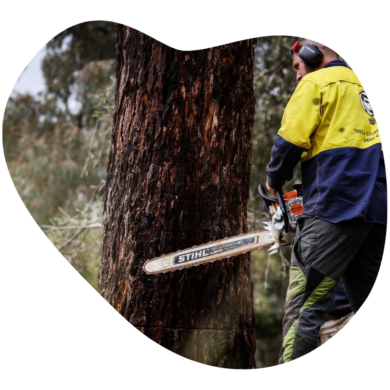Tree Services in Chatswood worker using a chainsaw to cut a large tree trunk safely.