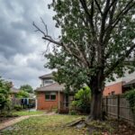 Correct seasonal mulch depth around a tree in a Melbourne garden with a donut ring and clear trunk gap.