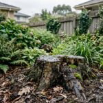 Old rotting tree stump in a Melbourne backyard showing damp conditions that can attract ants and termites.