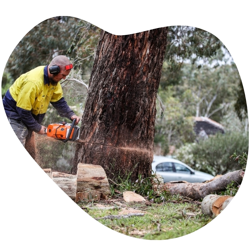 The Yard crew removing a large tree near a Melbourne house using ropes and rigging