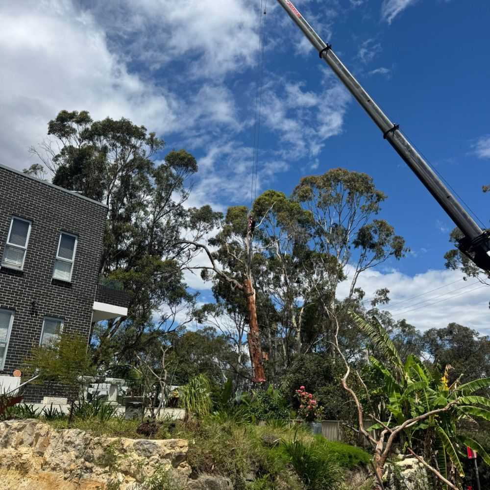 Expert Tree Services in Wyndham Vale by The Yard