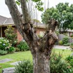 Improperly lopped mature tree with large flush cuts, weak regrowth shoots and visible branch decay in a suburban garden setting