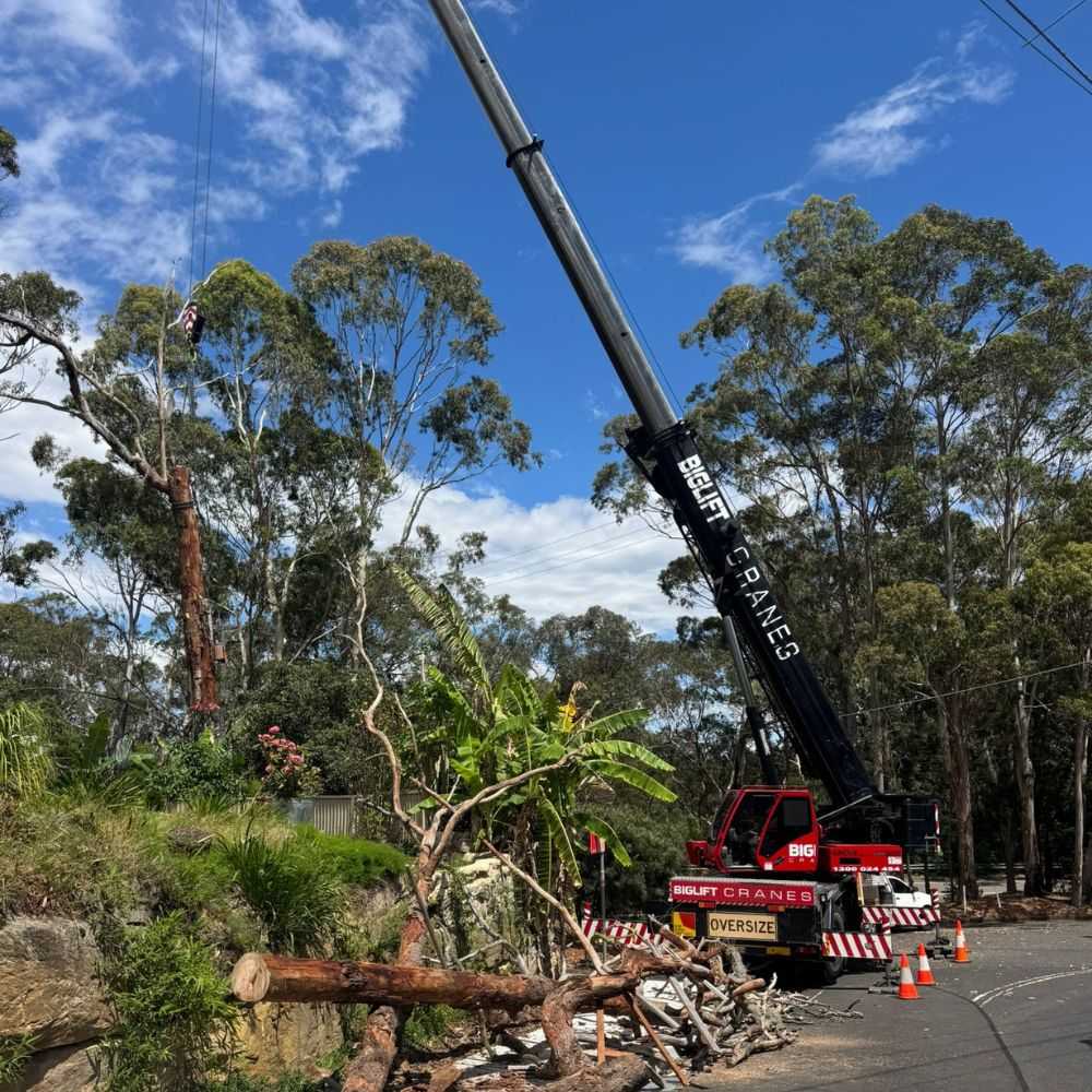 Tree Services in Wyndham Vale | $0 Call-Out, 7-Day Experts