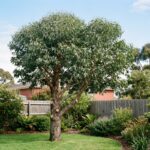 Healthy gum tree with balanced canopy after selective pruning in a Melbourne backyard