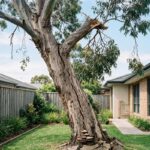 Dangerous mature eucalyptus tree in a Melbourne backyard showing leaning trunk, cracked soil and damaged branches.