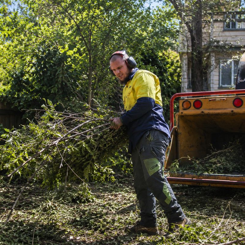 overgrown residential backyard being cleared of scrub and small trees