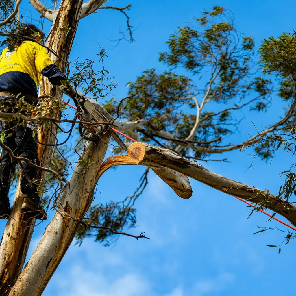 The Yard arborist crew and branded truck at a tidy finished Melbourne site