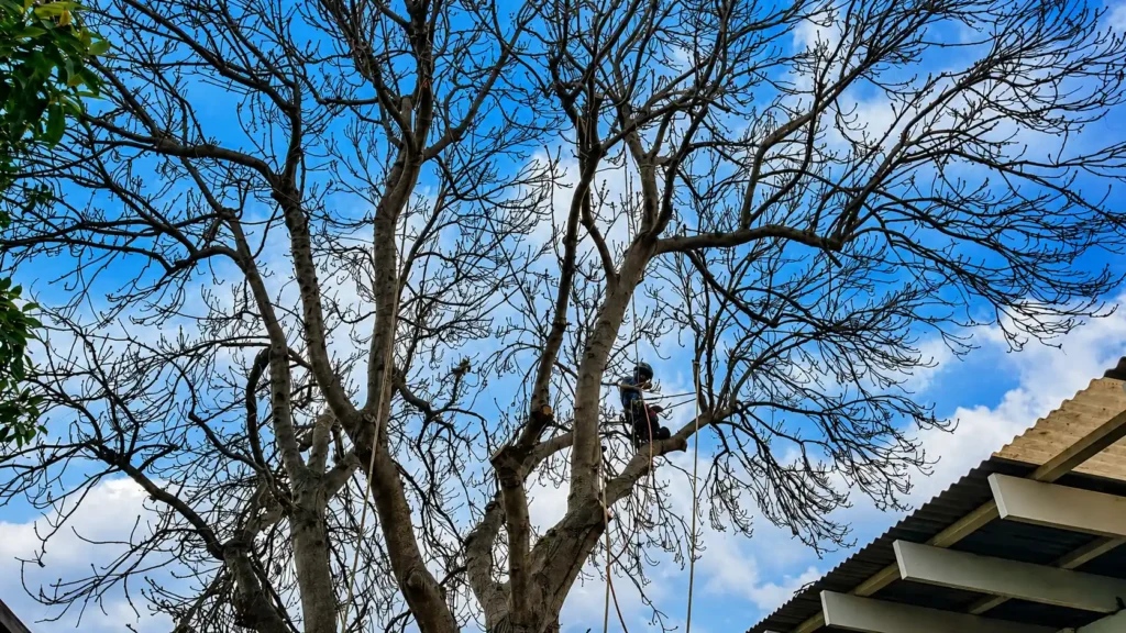 Arborist safely pruning a tree branch growing close to a Melbourne home's roofline
