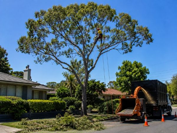 Crown pruning of a mature tree