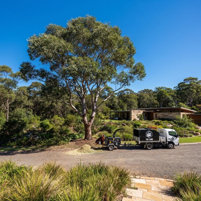 Recent tree work near Brookvale