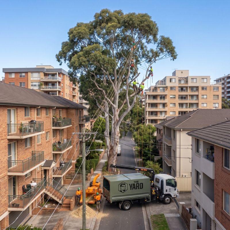 Recent tree work near Chatswood