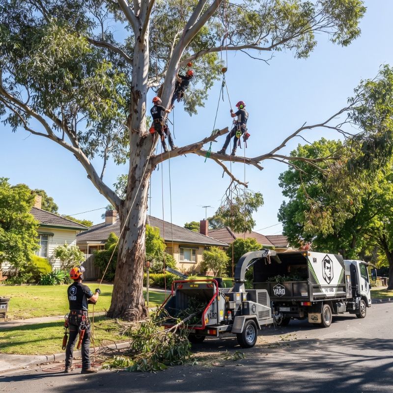 The Yard arborist at work in Box Hill