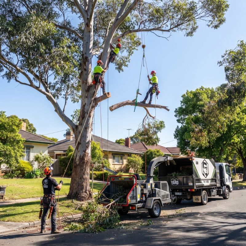 The Yard arborist at work in Brookvale