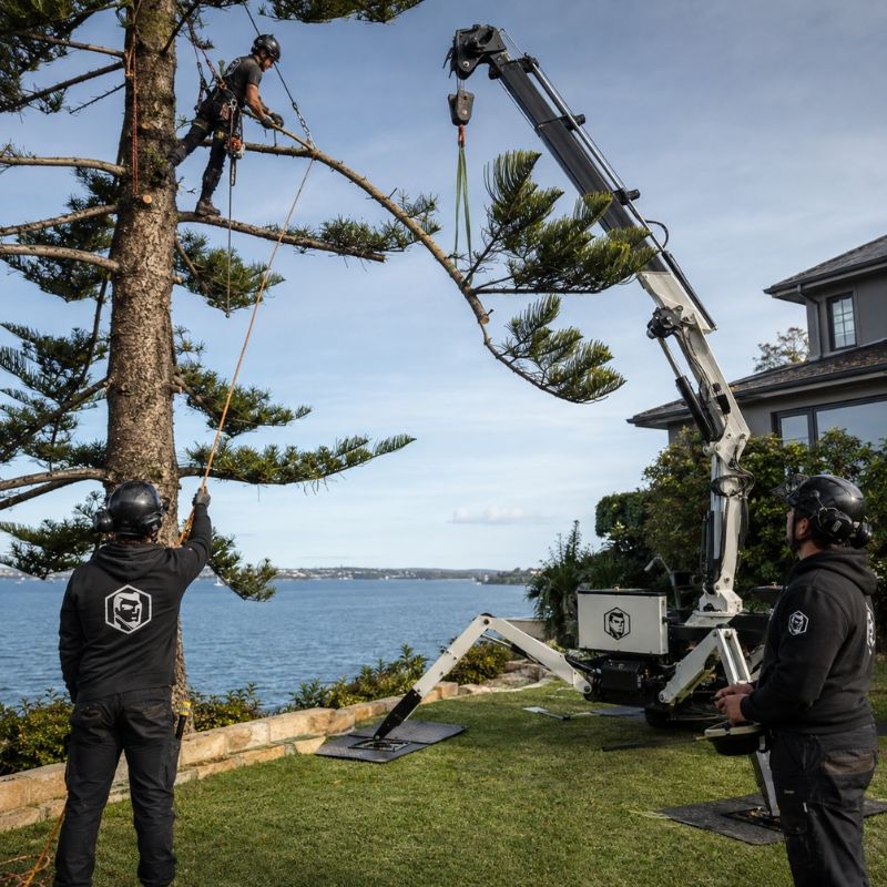 The Yard arborist at work in Clontarf