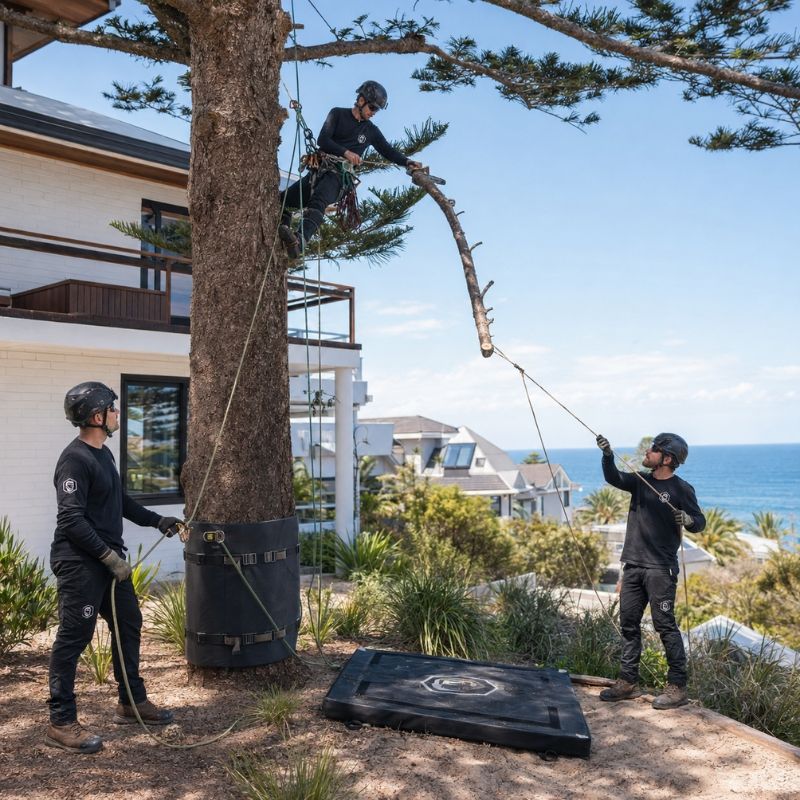 The Yard arborist at work in Cronulla