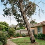 Leaning damaged tree with sparse branches near a Melbourne residential property showing signs that tree removal may be needed