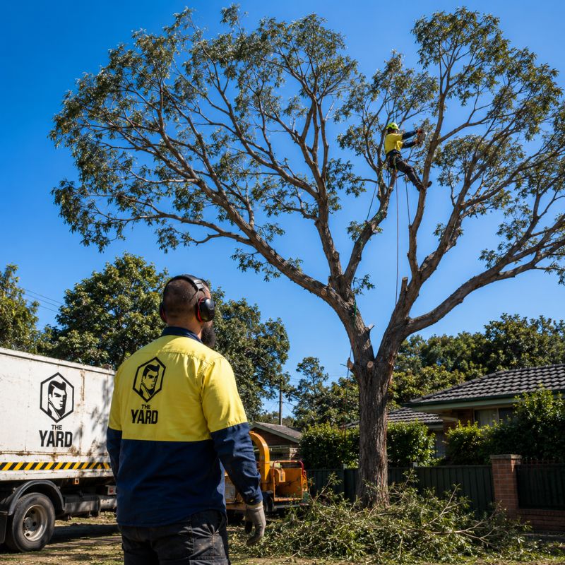 Crown pruning of a mature tree