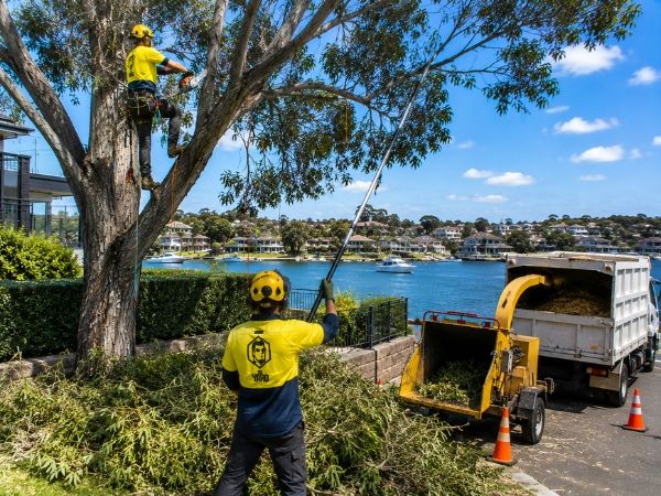 Crown pruning of a mature tree