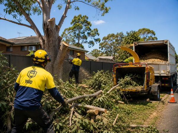 Large tree removal near a home
