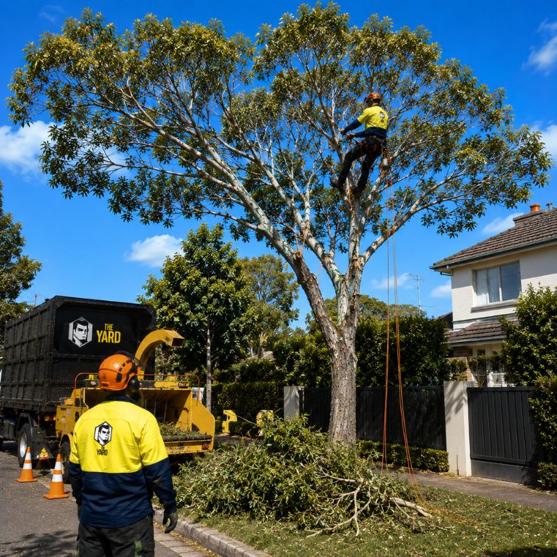 Crown pruning of a mature tree