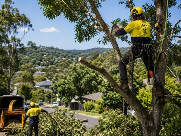 Crown pruning of a mature tree in Hornsby