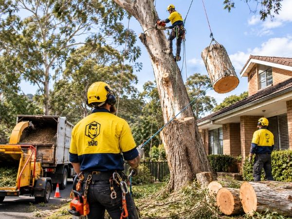Large tree removal near a home in Hornsby