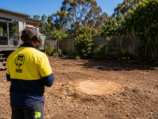 Stump grinding result with cleared ground in Ku-ring-gai