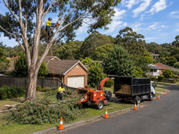 Crown pruning of a mature tree