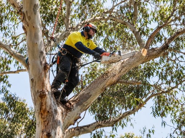 Crown pruning of a mature tree